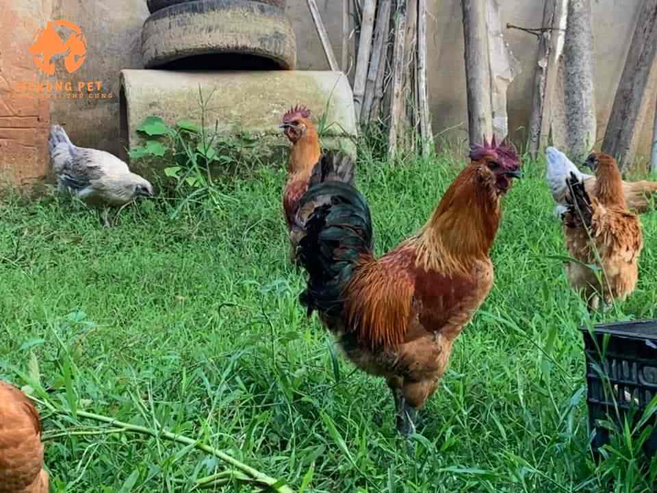 Trại Mua Bán Gà Đen H Mông Giống Thuần Chủng Tại Tp HCM, Đồng Tháp, Vũng Tàu, Bình Dương