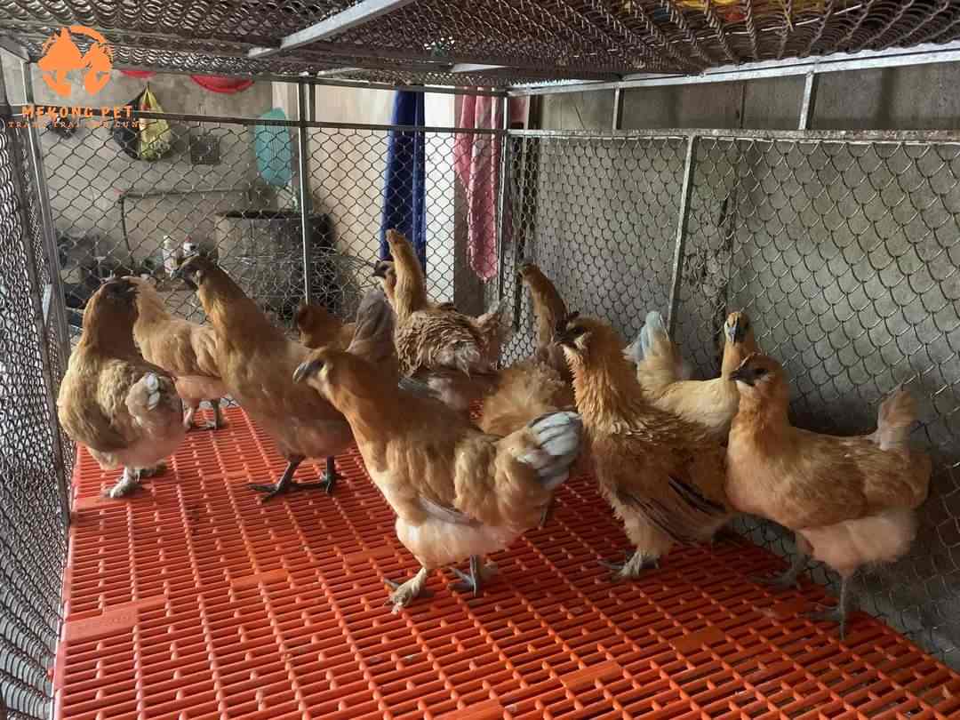Gà h mông được nuôi theo quy mô công nghiệp để cung cấp con giống ra thị trường