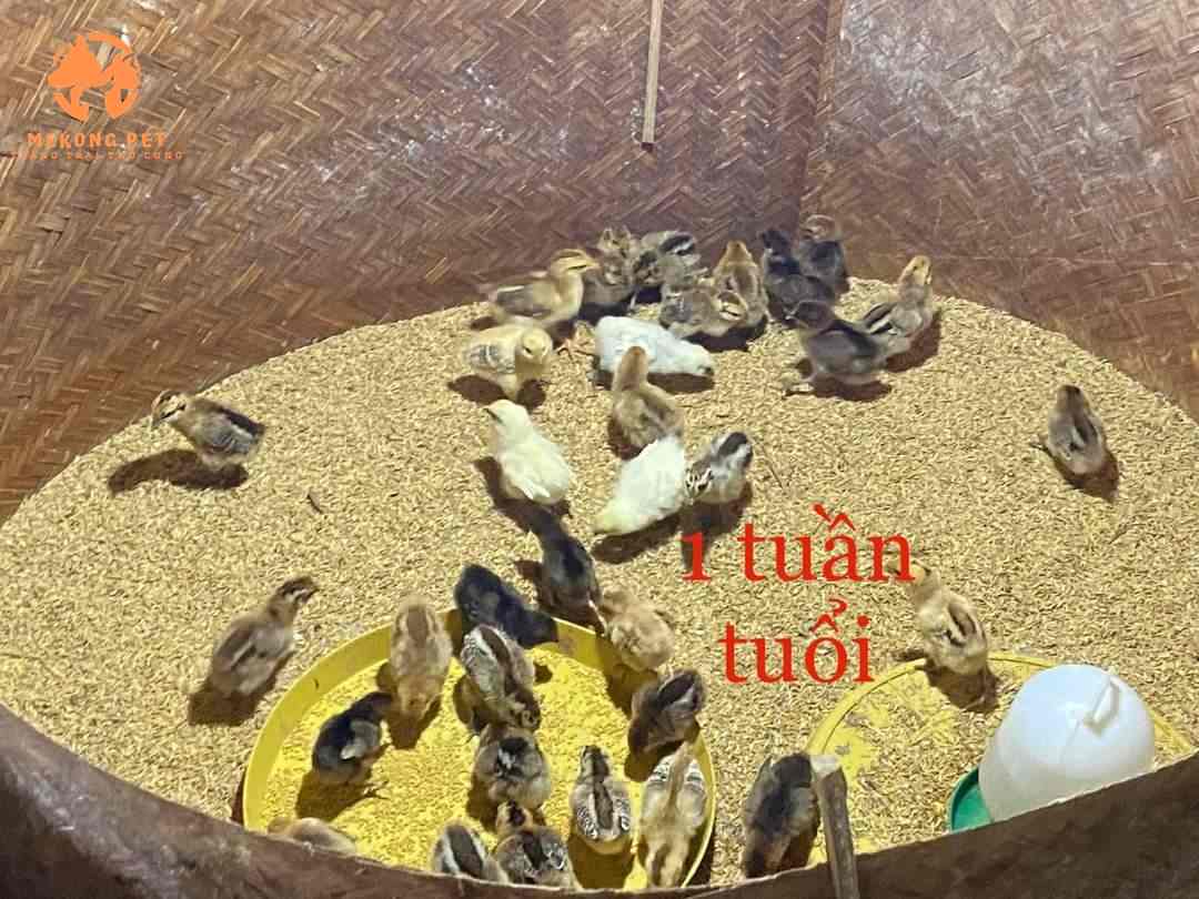 Cần nắm vững kĩ thuật nuôi gà H mong để thành công