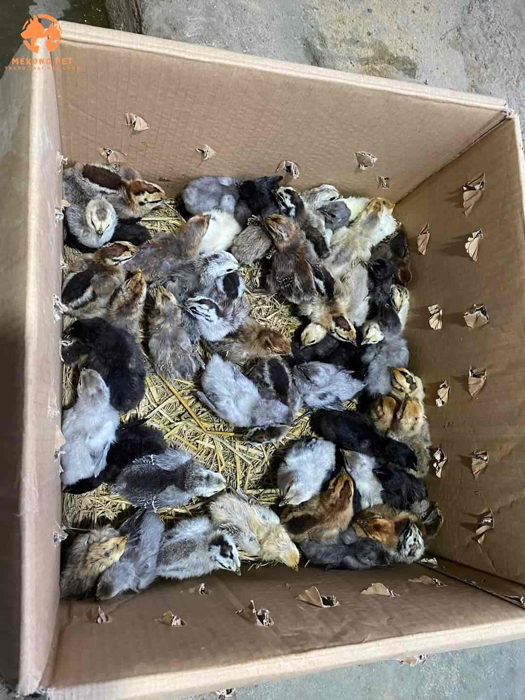 Gà H mong con được đóng thùng che chắn cẩn thận