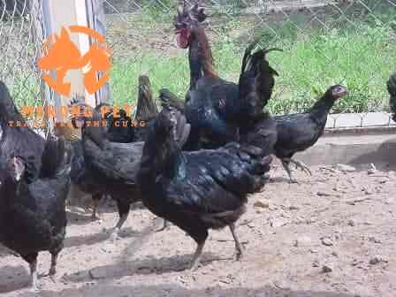 Gà H Mông Bản Địa: Đặc Điểm, Nguồn Gốc, Cách Nuôi, Giá Bán, Nơi Bán Gà H Mông Uy Tín