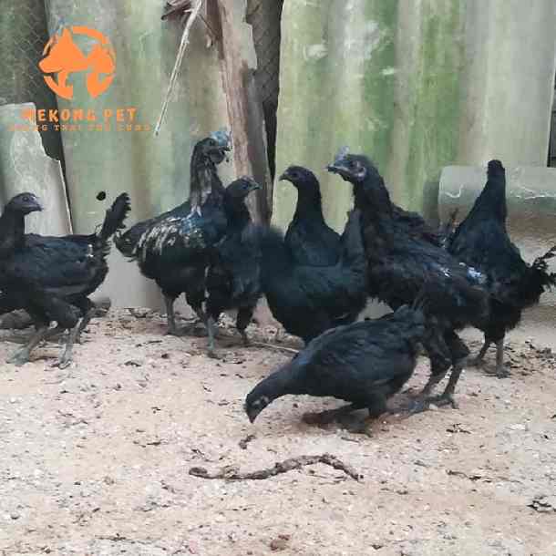 gà H mông có màu lông đen dể nhận biết
