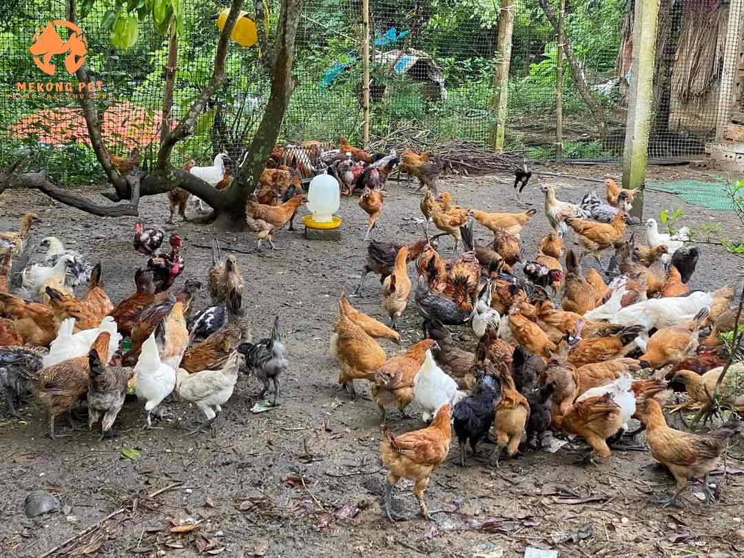 Gà đen h mông bản địa thuần chủng có nguồn gốc từ Tây Bắc