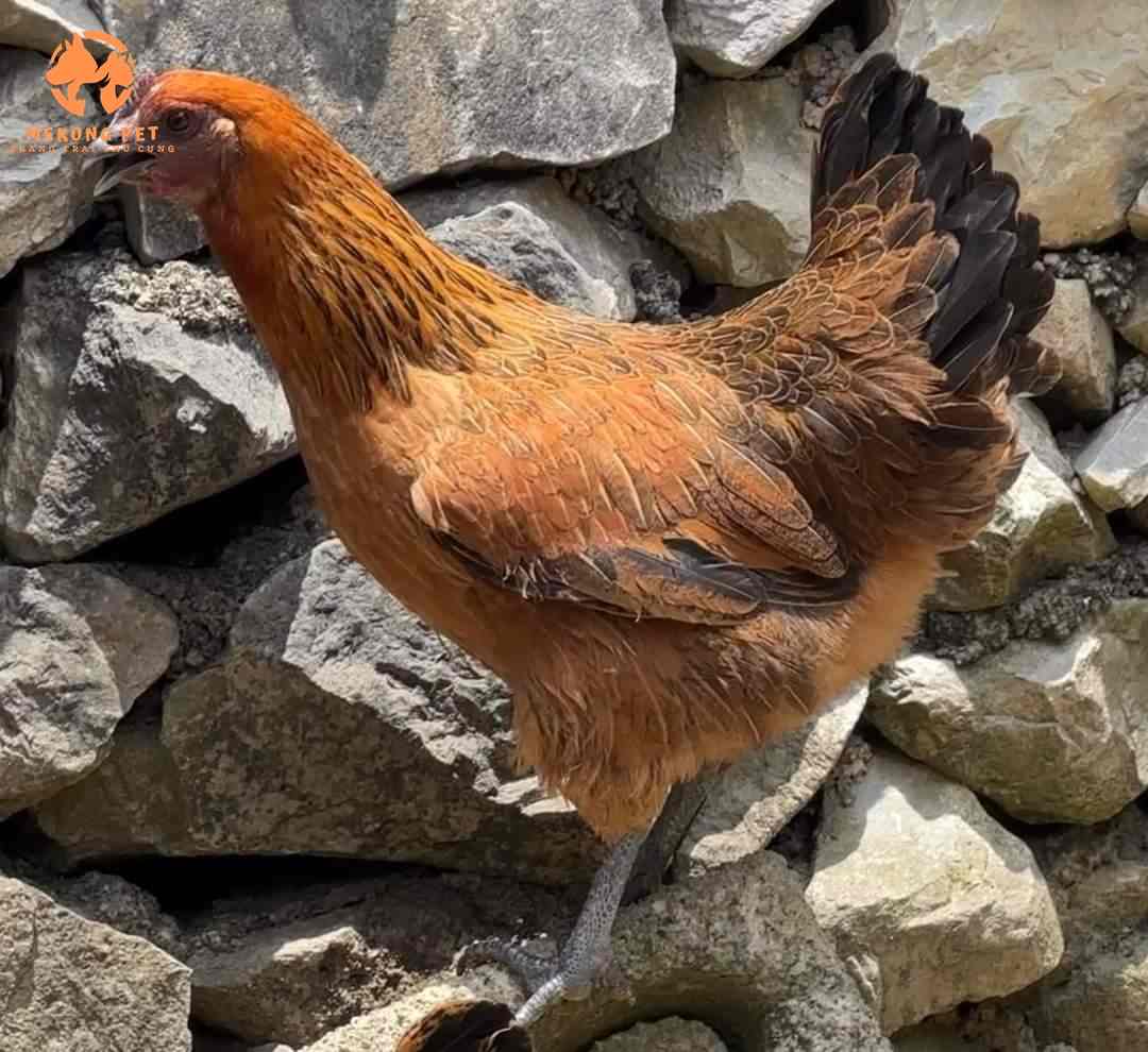 Gà Đen Tây Bắc: Nguồn Gốc, Đặc Điểm, Các Mon Ăn Được Chế Biến Từ Gà Đen Tây Bắc