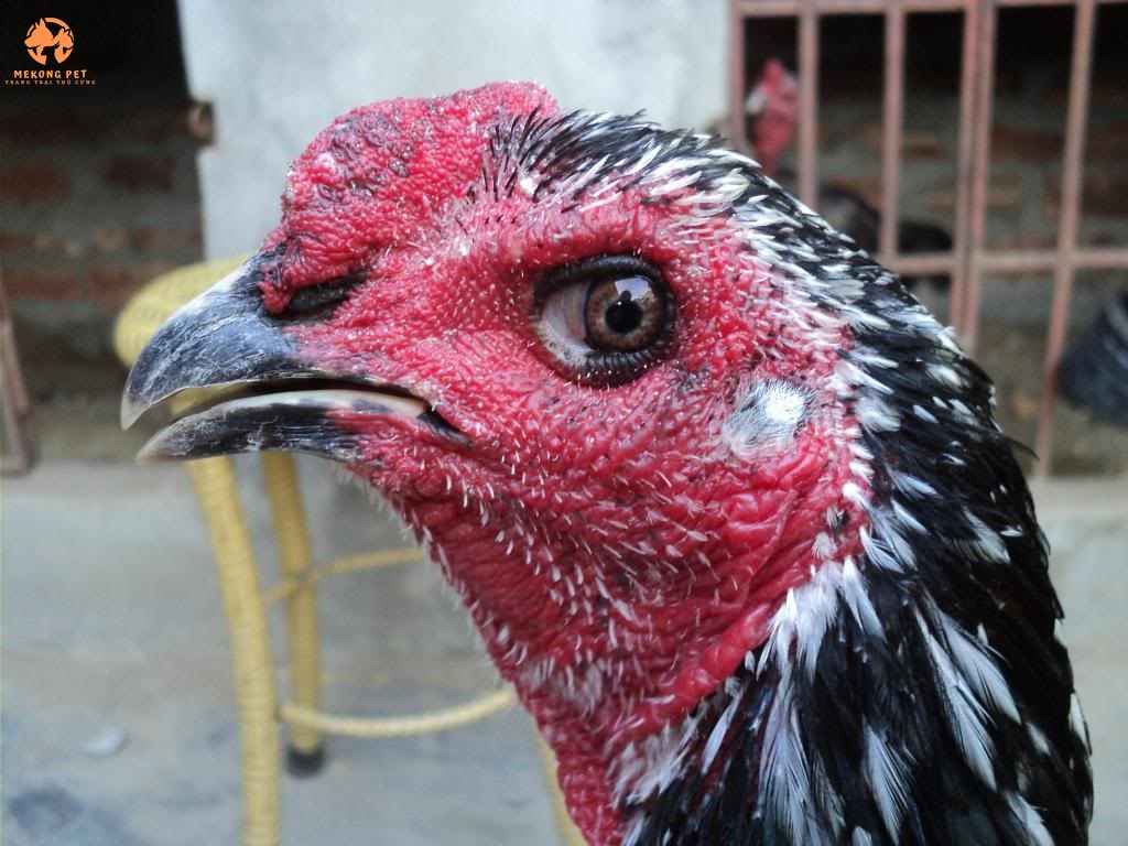 Chọn gà mái chọi giống thông qua màu và ánh mắt