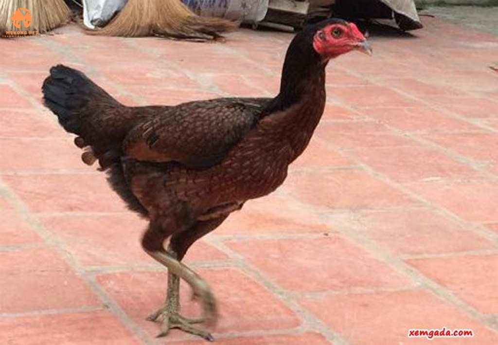 Gà mái chọi đẹp được bảo tồn tại trang trại gà đòn mekong Pet