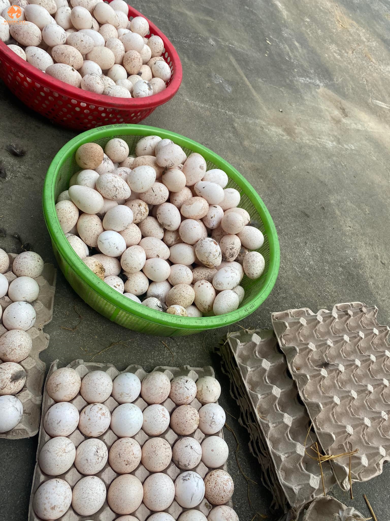 Mua bán trứng gà tây có cồ dùng ấp nở và trứng không cồ để ăn
