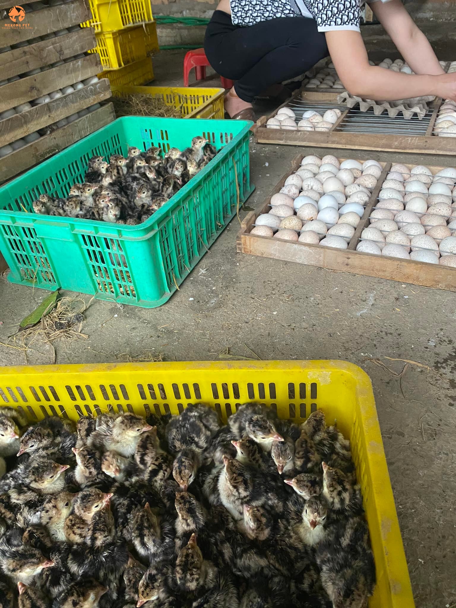 Mua bán trứng gà tây (gà lôi) có cồ ấp nở uy tín