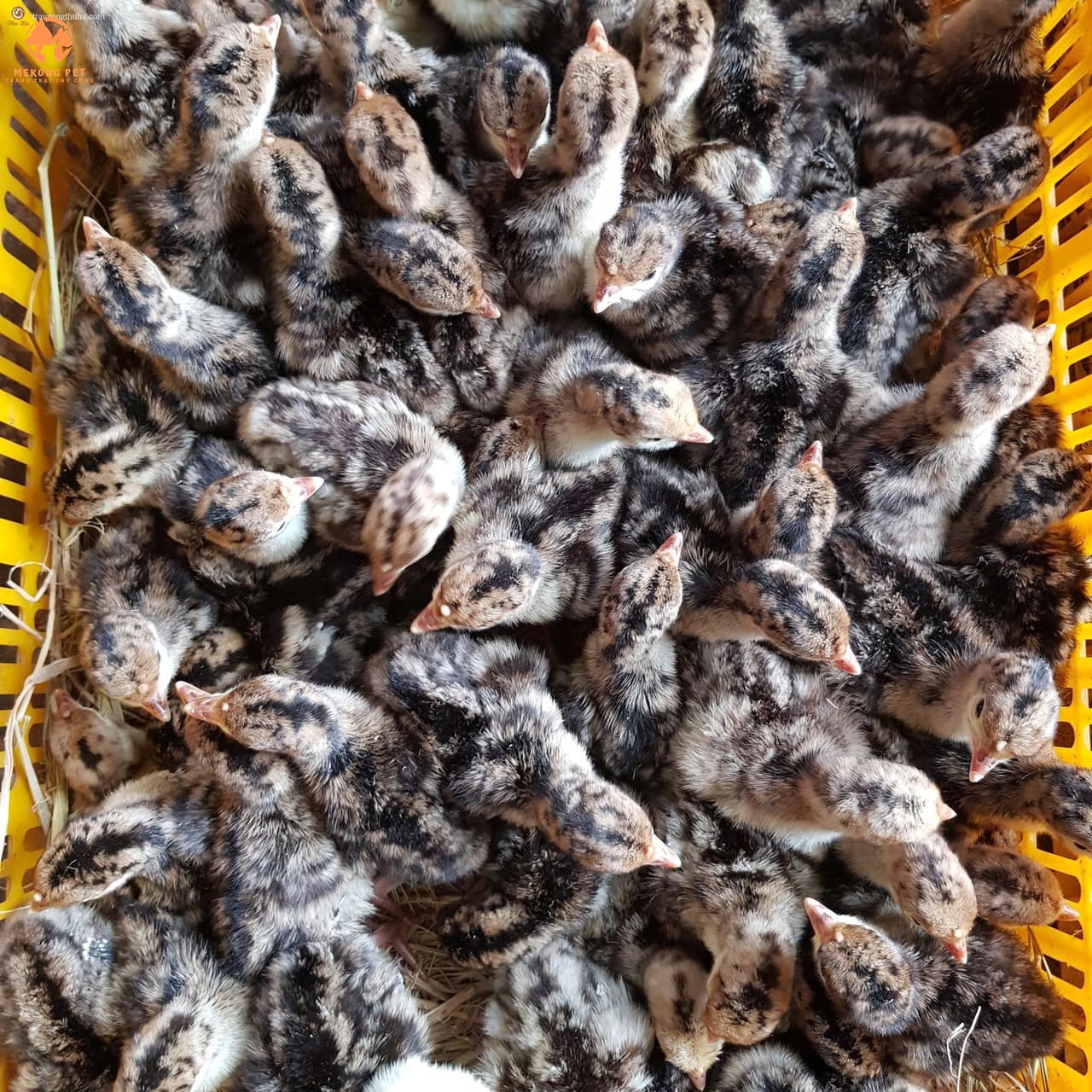 Giá Gà Tây, Gà Lôi Bao Nhiêu? Giá Thịt Gà Tây, Gà Lôi Hiện Nay