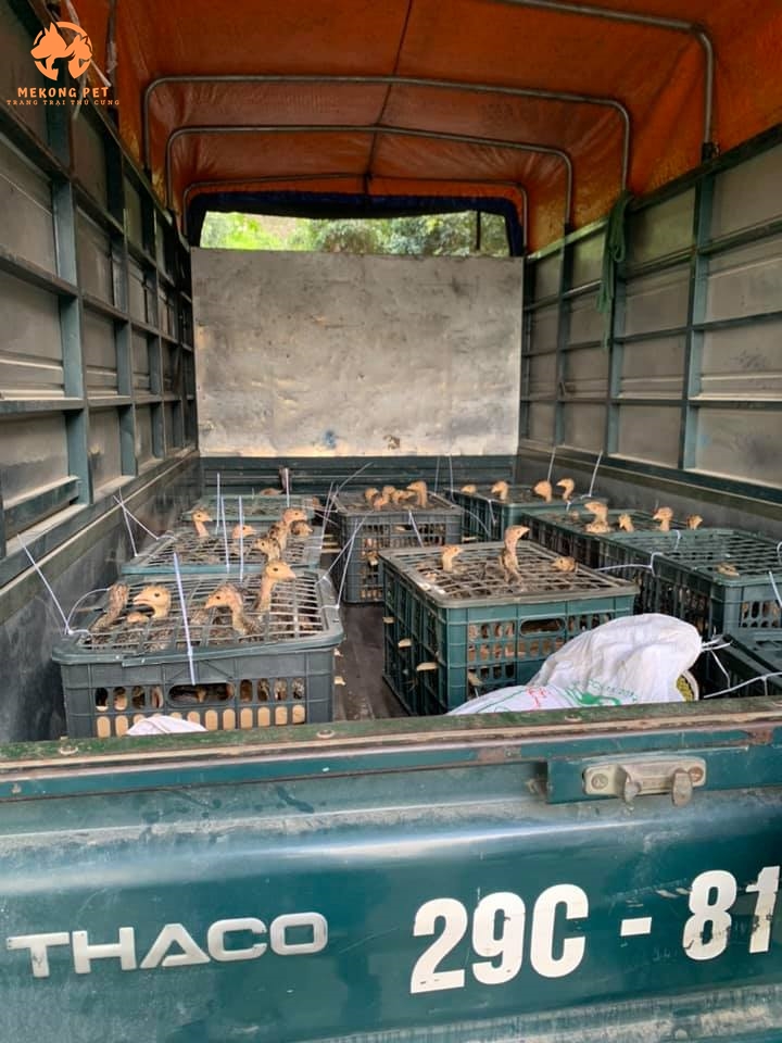 Các chuyến hàng mua bán gà tây con giống được ship toàn quốc