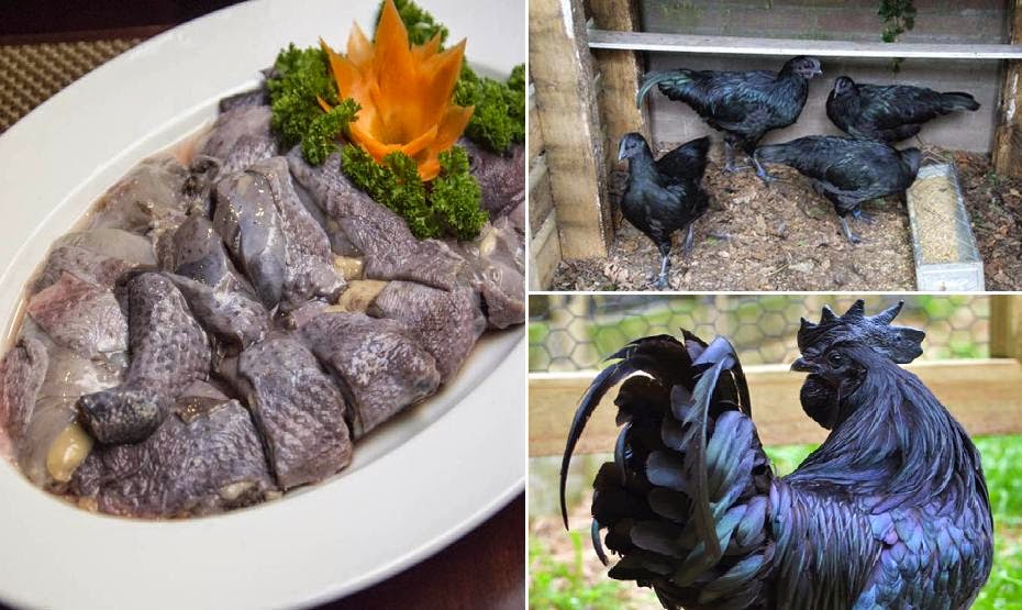 Gà đen H’Mong - Đặc sản Tây Bắc