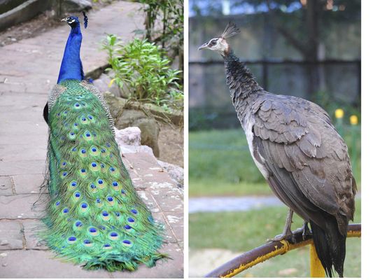 Hình ảnh dể phân biệt giữa chim công cái và chim công đực