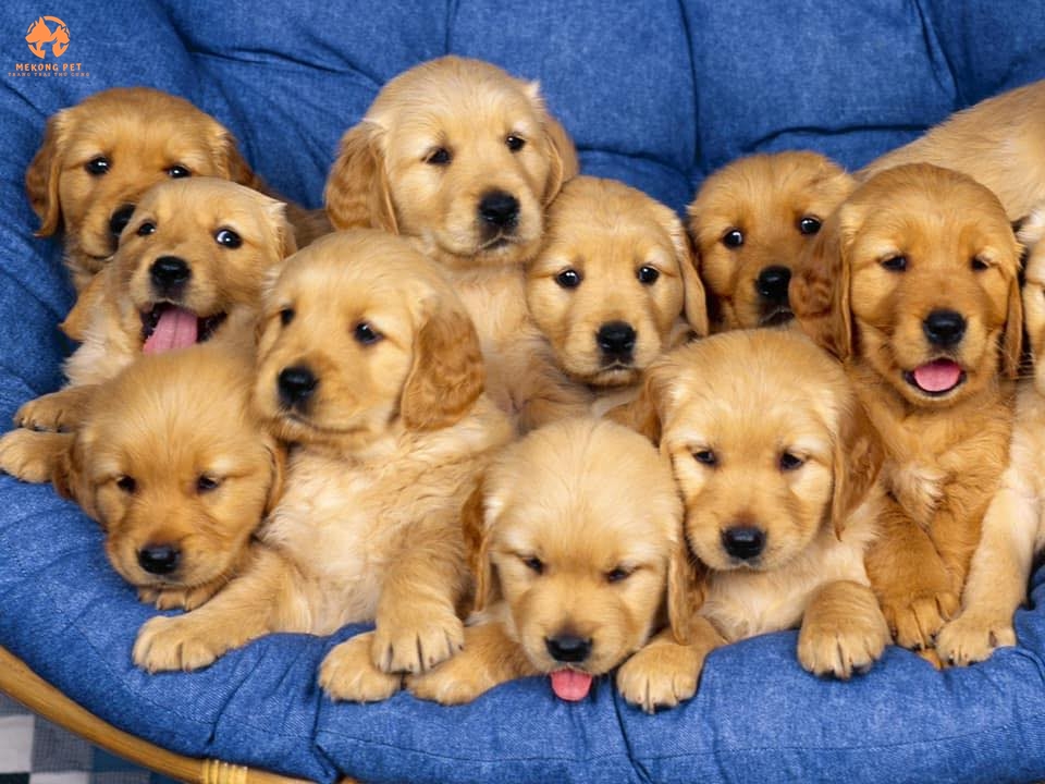 Cách Nhận Biết Chó Golden Thuần Chủng: Bí Quyết Đơn Giản!