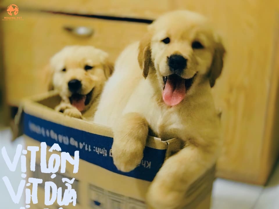 Giá Chó Golden Bao Nhiêu Hiện Nay: Tìm Hiểu Về Mức Giá Cập Nhật Cho Người Yêu Thú Cưng
