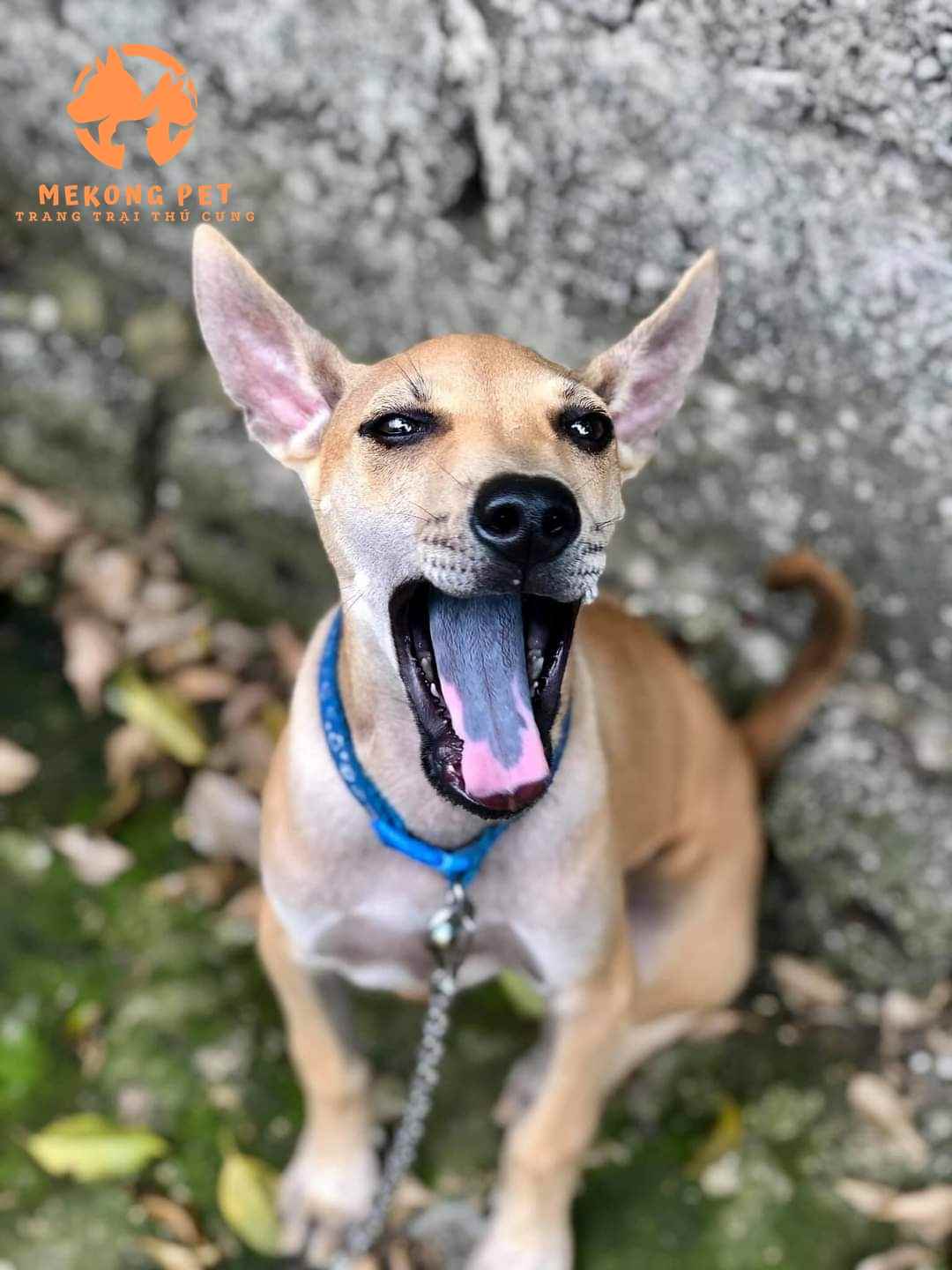 Chó phú quốc có khôn không?