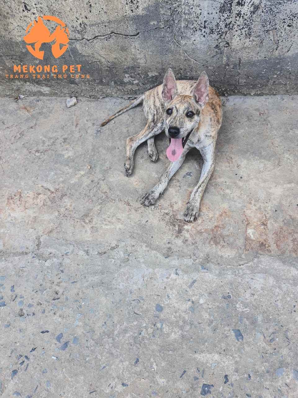Chó phú quốc được dùng làm thú cưng, rất hiếm khi cắn người