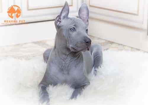 chó xoáy thái thuần chủng con màu blue