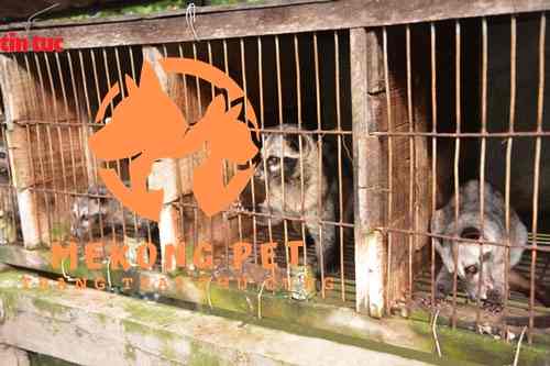 Mô hình nuôi chồn hương mang lại hiệu quả kinh tế cực kì cao