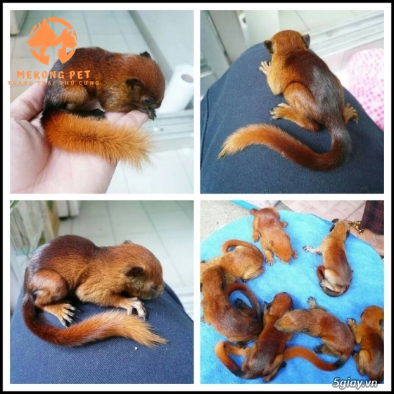 Mua bán sóc lửa tại tphcm, Bình Dương, Đồng Nai, Vũng Tàu