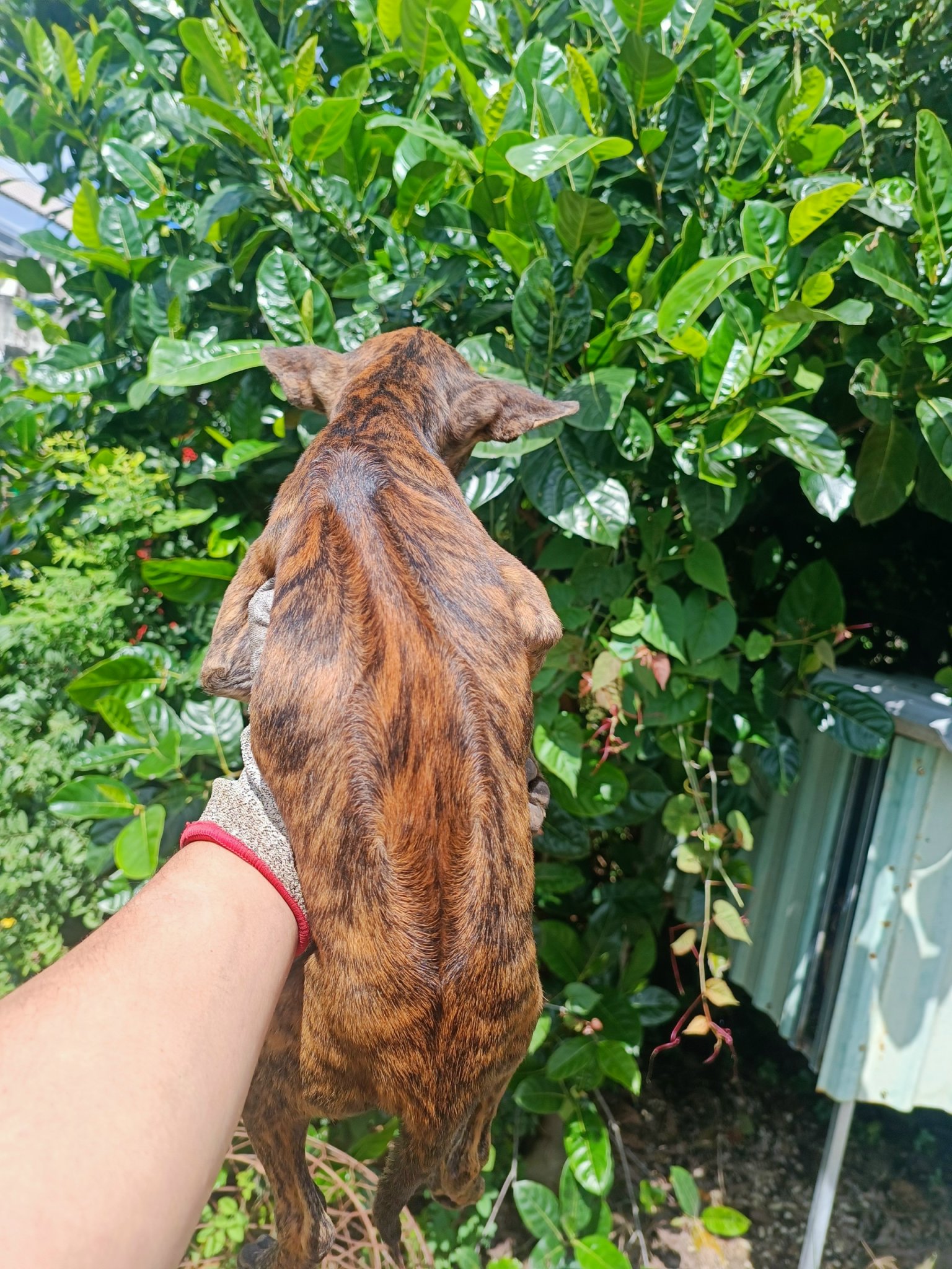 Chó phú quốc xoáy đao