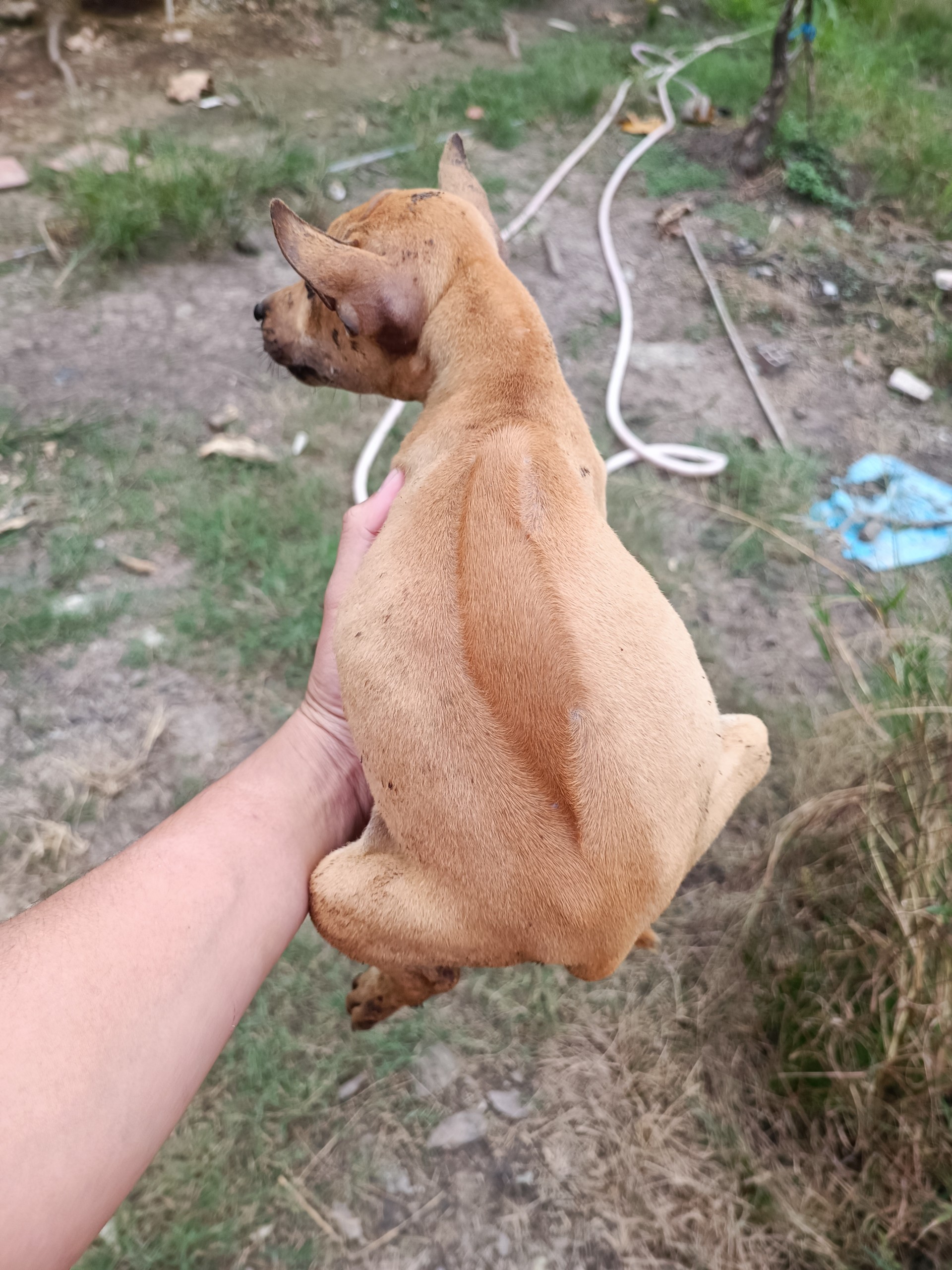 Chó phú quốc xoáy bản con