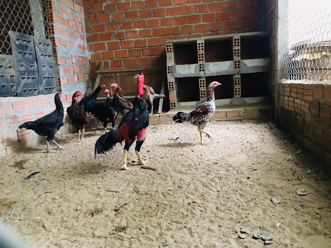 Gà mái chọi nhỏ, các bộ gà đúc của trại cho trứng chất lượng nhất