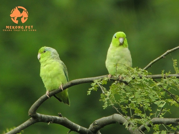 Khám Phá Thế Giới Mua Bán Vẹt Parrotlet Tại TP.HCM