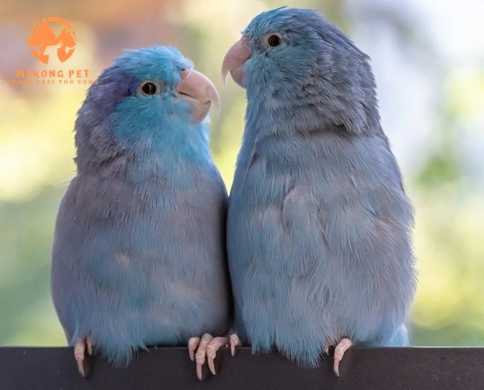 Khám Phá Thế Giới Mua Bán Vẹt Parrotlet Tại TP.HCM