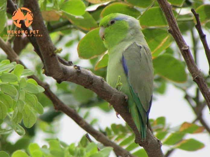 Khám Phá Thế Giới Mua Bán Vẹt Parrotlet Tại TP.HCM