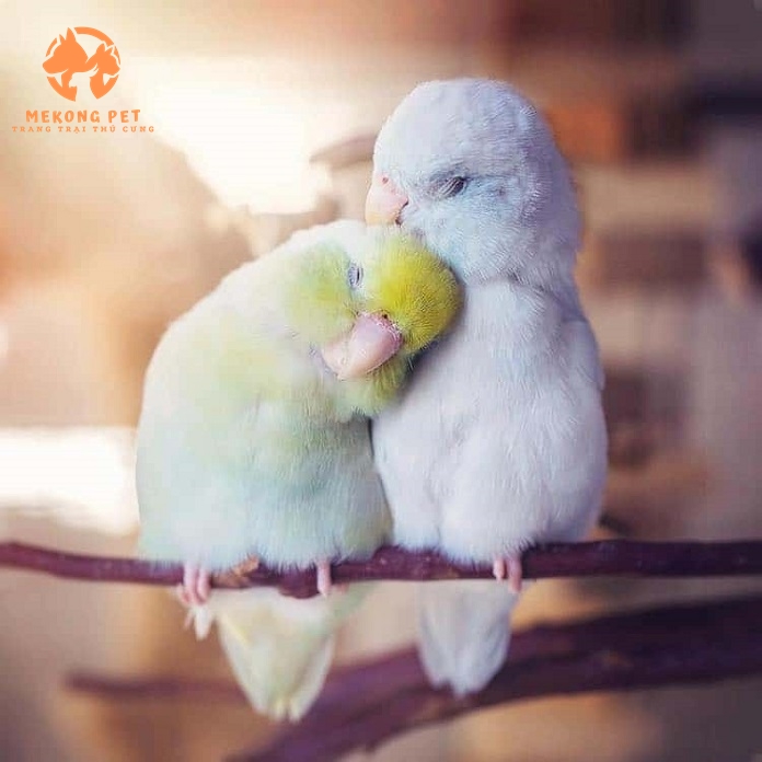 Loài vẹt này có nhiều màu sắc chủ đạo và kết hợp lại với nhau tạo ra nhiều mảng màu nổi bật như: Xanh lá cây, xanh nước biển, xanh lục, vàng, nâu nhạt…