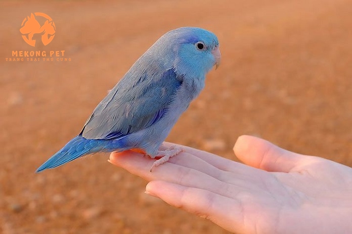 Khám Phá Thế Giới Mua Bán Vẹt Parrotlet Tại TP.HCM