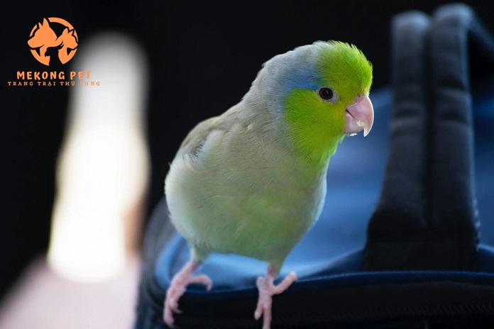 Khám Phá Thế Giới Mua Bán Vẹt Parrotlet Tại TP.HCM