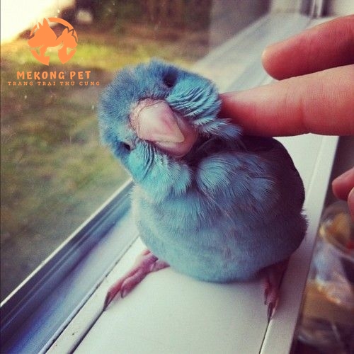 mua bán giống vẹt Parrotlet uy tín tại TPphcm, Bình Dương, Đồng Nai, Vũng Tàu