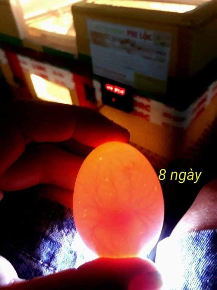 Tiến hành soi trứng để kiểm tra chất lượng của cồ