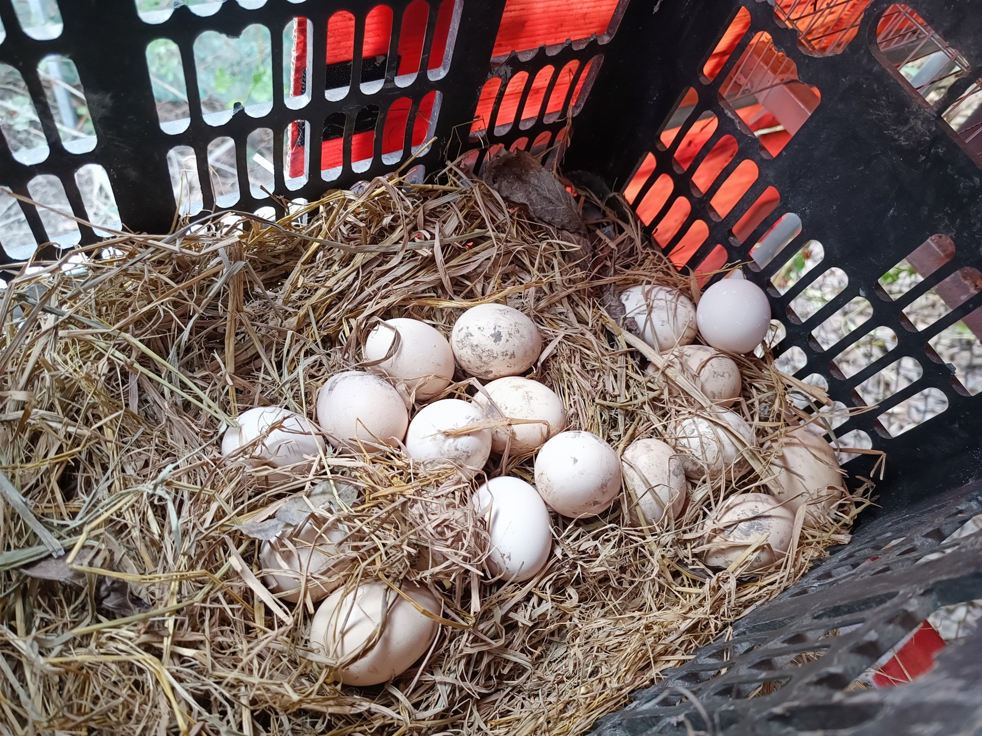 gà chọi đẻ tốt từ 10 đến 15 trứng