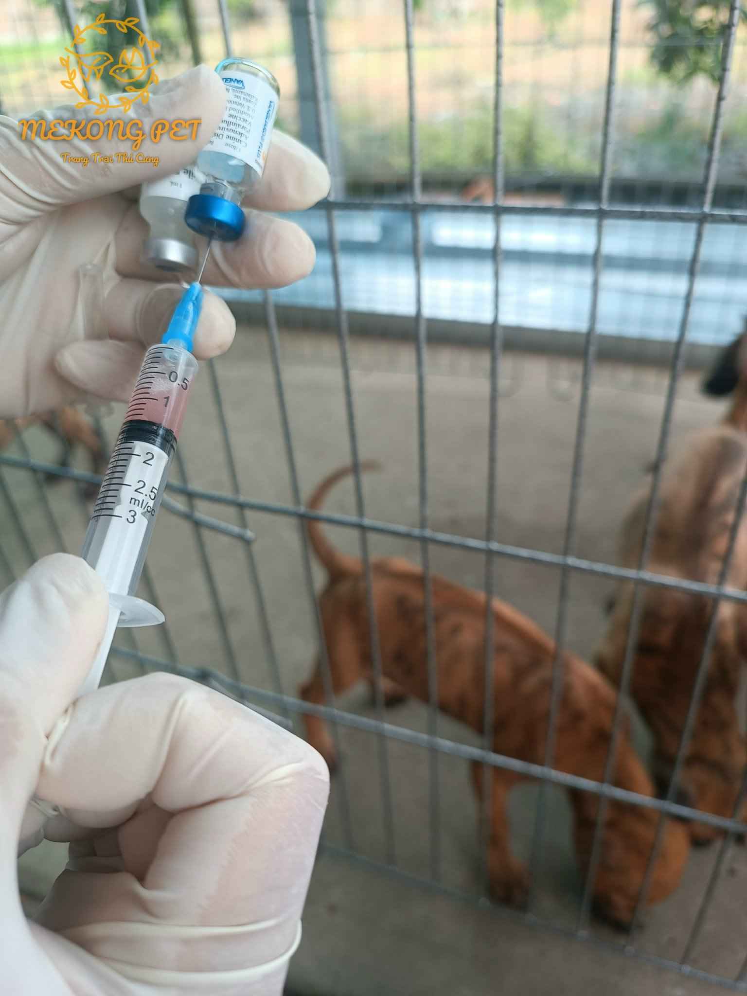 Chó phú quốc con được tiêm vaxin đầy đủ