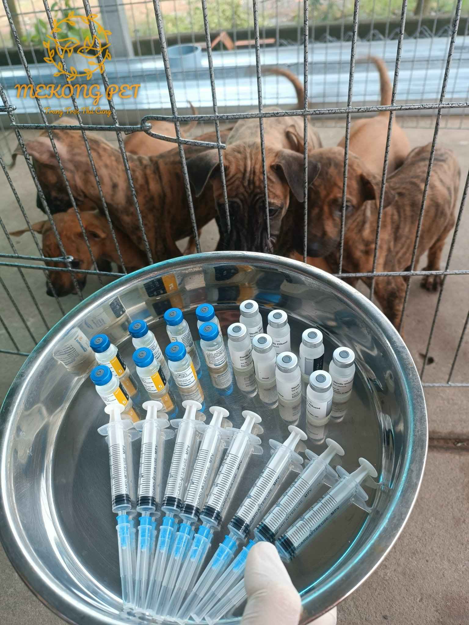 Các chú chó phú quốc con được tiêm vaxin đầy đủ trước khi đến khách hàng