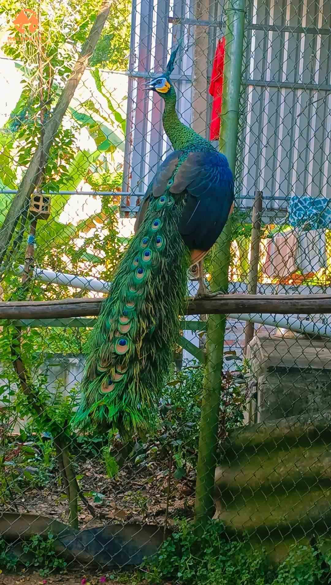 Bán chim công xanh làm cảnh sân vườn