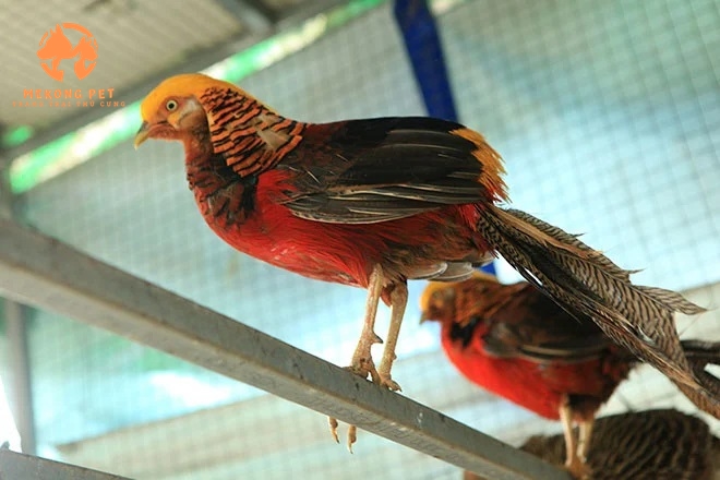 chim trĩ 7 màu đỏ được nuôi để làm cảnh, không dùng để bán trứng và thịt thương phẩm