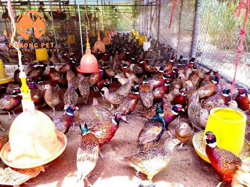 Chim trĩ đỏ được nhiều người chọn nuôi làm kinh tế thay cho gà
