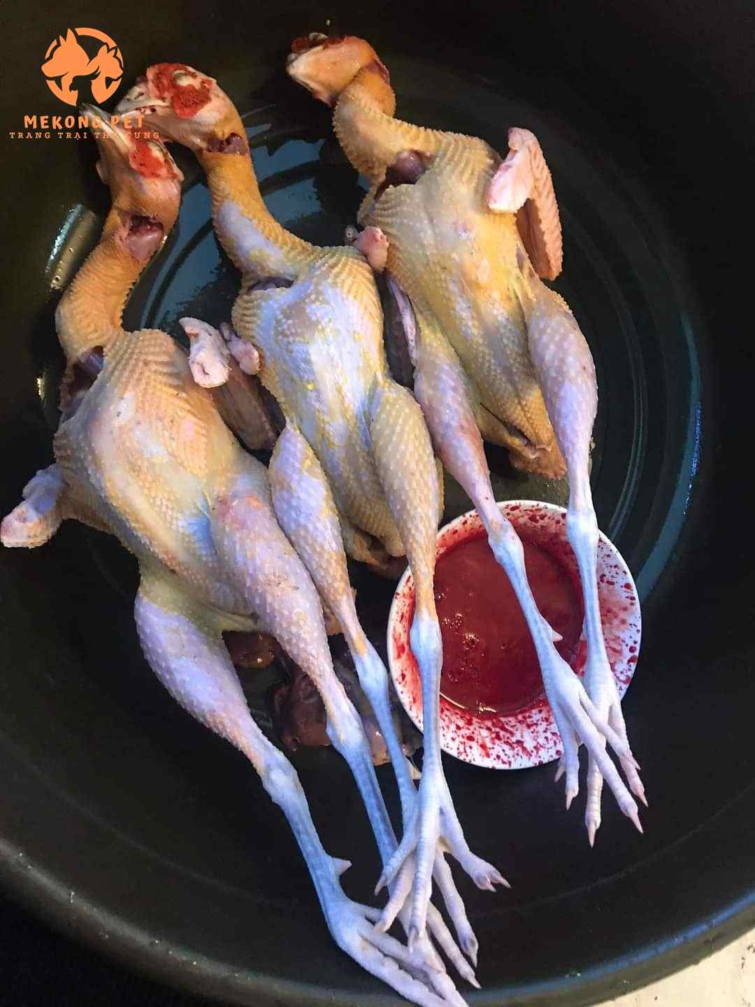 chim trĩ thịt dùng để chế biến nhiều món ăn ngon