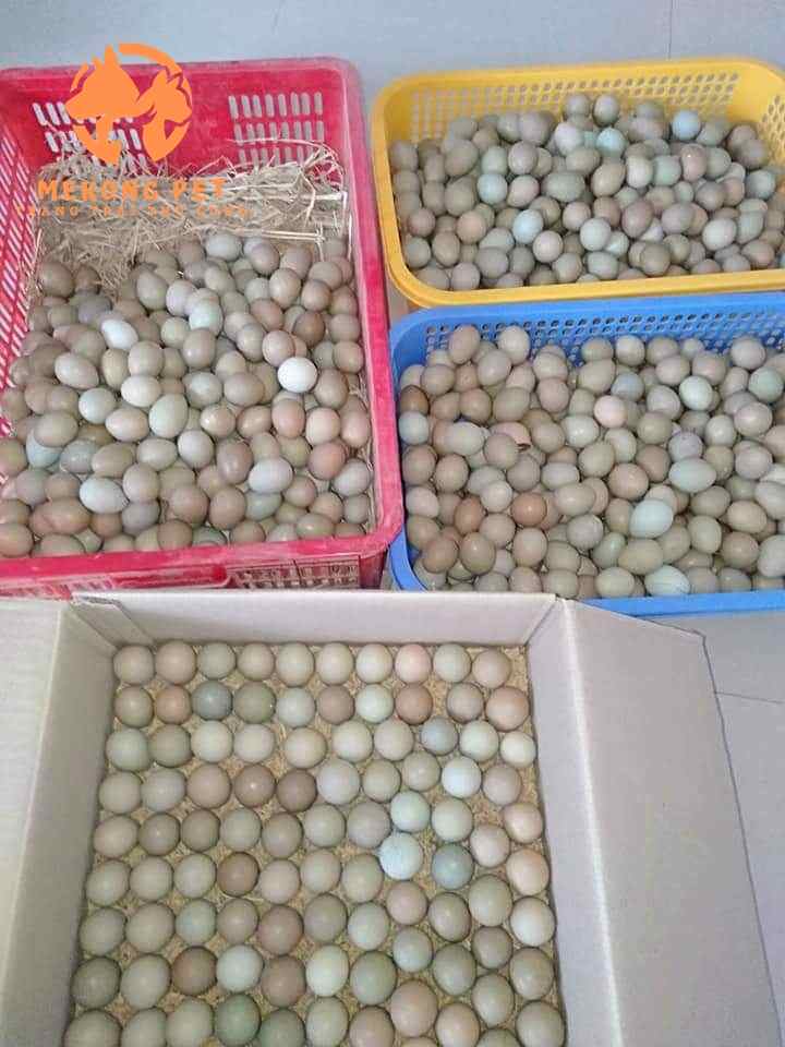Mua bán trứng chim trĩ ấp nở có cồ và trứng chim trĩ không cồ (trứng lạc)