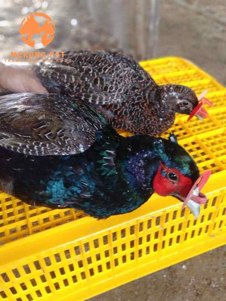 Chim trĩ xanh giống được Mekong Pet cung cấp hằng ngày ra thị trường