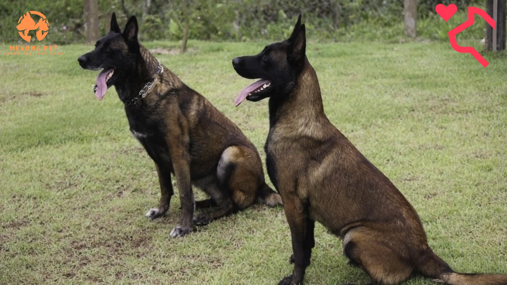 Giá chó Malinois trưởng thành bao nhiêu