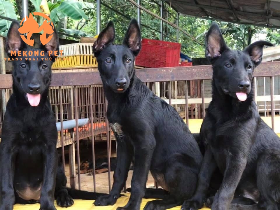 chó becgie bỉ (malinois) màu đen tuyền có giá cao hơn các màu khác