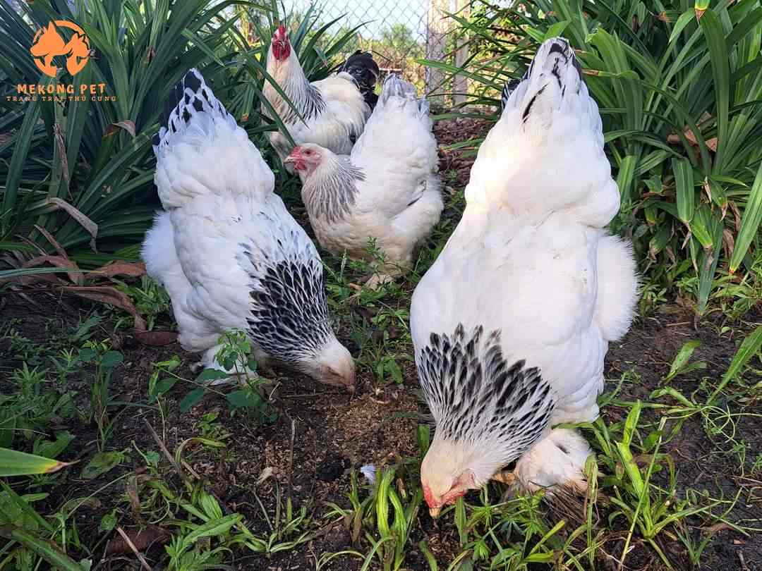 Tìm hiểu về gống gà brahma, gà kỳ lân: nguồn gốc, đặc điểm, cách nuôi, giá bán