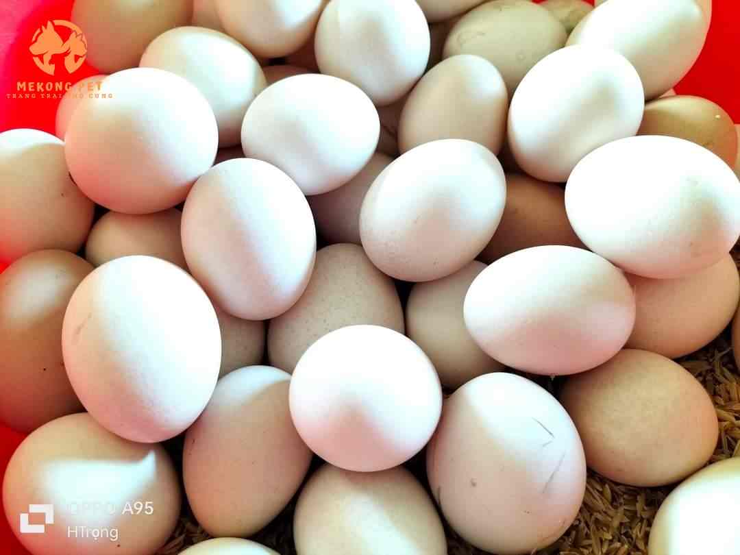 Trứng gà kỳ lân dùng để ấp