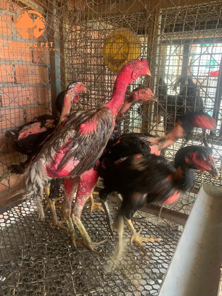 Bán gà đòn thịt -  gà chọi thịt ở Tphcm, Bình Dương, Đồng Nai giá rẻ