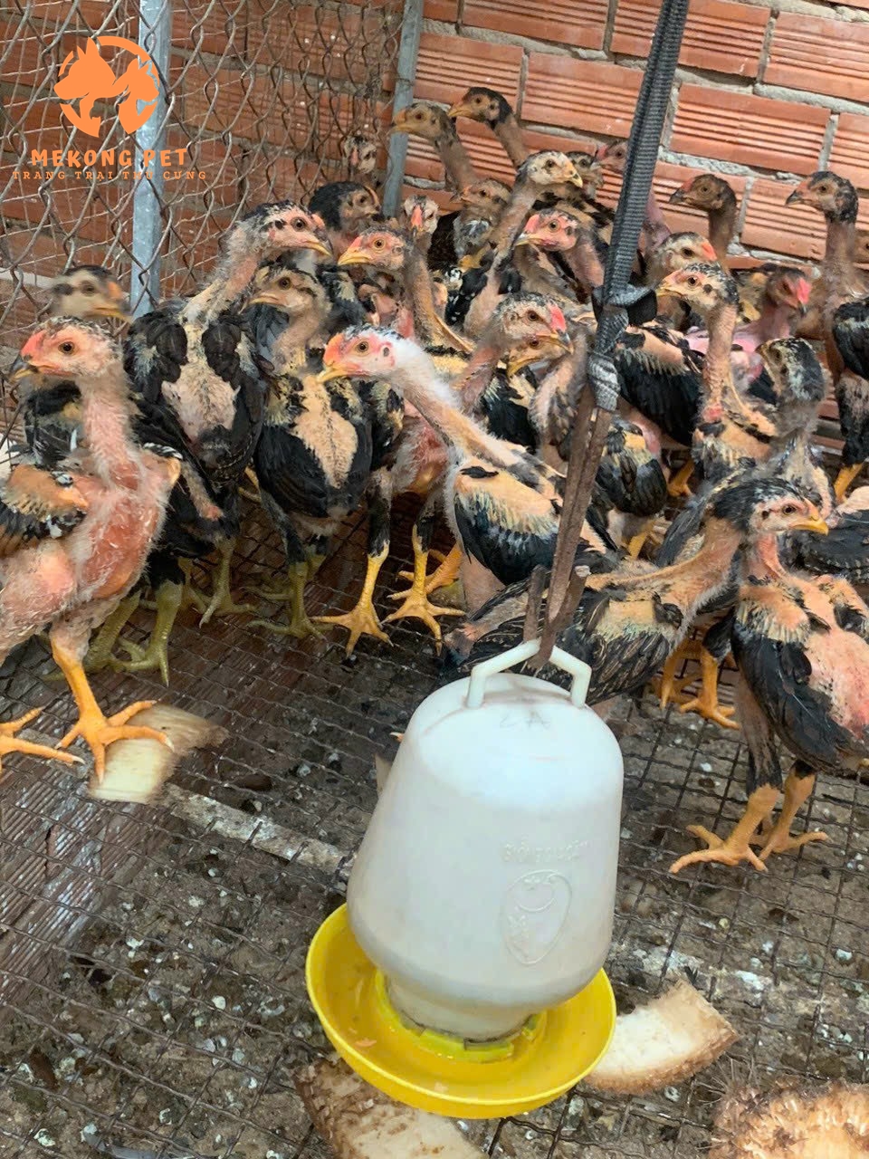 Mua gà chọi con với giá rẻ tại Mekong Pet