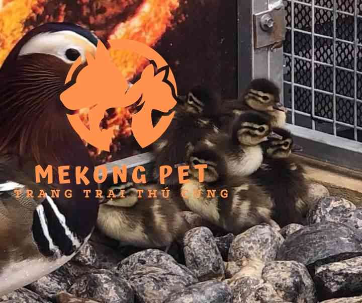 Vịt uyên ương giống chuẩn được cung cấp bởi Mekong pet